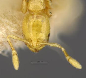Media type: image;   Entomology 22749 Aspect: head frontal view